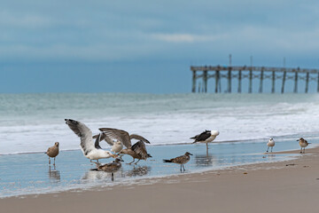 seagulls fighting on the beach