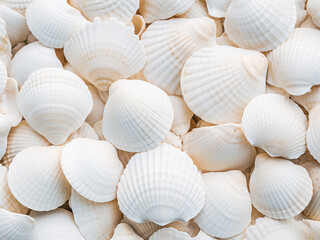 Close-up of a white seashell showcases its texture