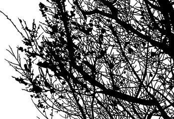 silueta arbol, arbusto, hojas, ramas, otoño, ilustracion, bosques, naturaleza, sequia, atmosfera