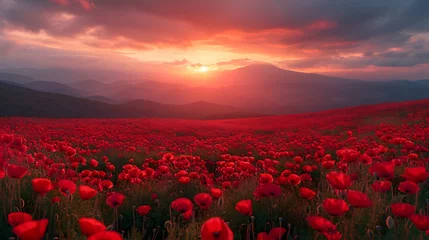 Abwaschbare Fototapete Beautiful field of poppy flowers at dawn © miahumm
