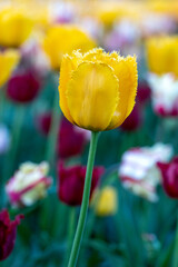 Tulips oTulips blooming on a spring day in a park. Beautiful colorful flower background