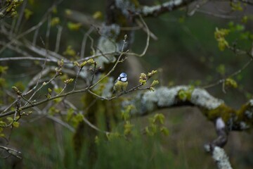 Tit on the leaf