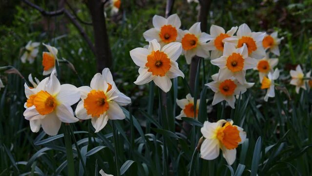 young daffodils in the garden 4k 30fps video