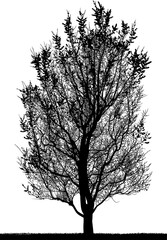 silueta arbol, arbusto, hojas, ramas, otoño, ilustracion, bosques, naturaleza, sequia, atmosfera