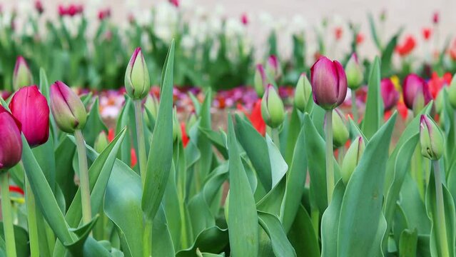 colorful spring flowers background 4k 30fps video
