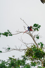 solitary Scarlet macaw (Guacamaya)