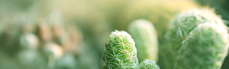 Close-up Small cactus in a pot. Selective focus