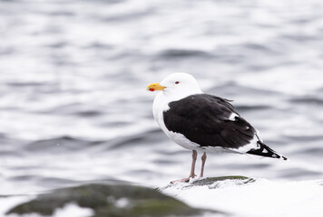 seagull on the beach