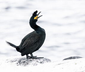 European Shag bird 