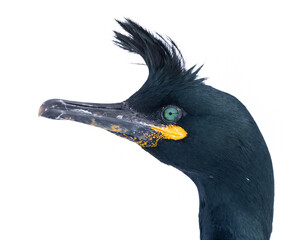 European Shag bird portrait - 781616583