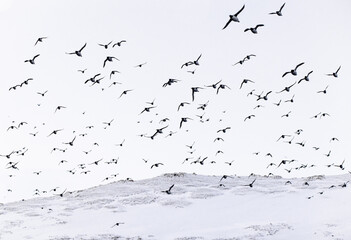 large flock of birds 