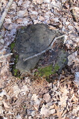 leaves on the rocks