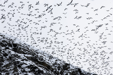 large flock of birds - 781617318