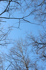 tree branches against blue sky