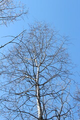 tree against sky