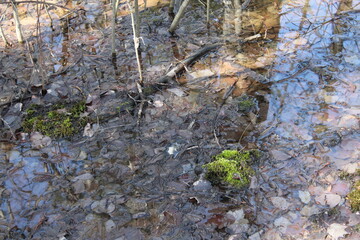 green moss on the ground