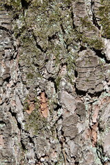 bark of a tree
