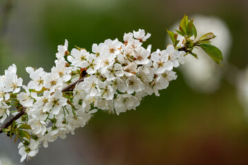 Close Up of a fully blooming cherry tree with beatiful white flowers and lots of bees and other...