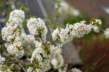 Blooming cherry tree in front of solar panels