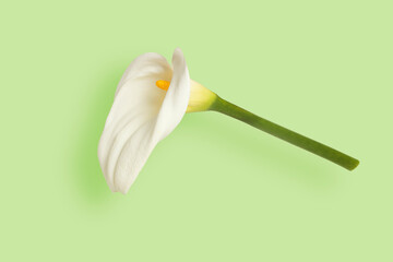 white lily flower isolated on green background