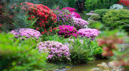 Idyllic view with balls of  rhododendrons   in bloom in Japanese garden in Potsdam