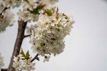 Close Up of a fully blooming cherry tree with beatiful white flowers and lots of bees and other polinators