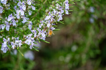 Close Up of a bee collecting honey from a rosemary bush