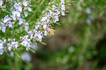 Close Up of a bee collecting honey from a rosemary bush