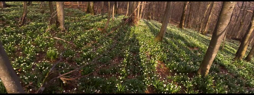 A great rarity - the white-flowered snowdrop usually grows in the spring near streams and rivers, lakes after snow, but on this mountain it grew right on the high peak. Anamorphic panoramic video