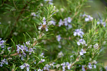 Close Up of a bee collecting honey from a rosemary bush