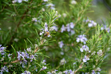 Close Up of a bee collecting honey from a rosemary bush