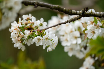Close Up of a fully blooming cherry tree with beatiful white flowers and lots of bees and other...