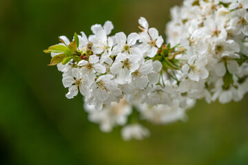 Close Up of a fully blooming cherry tree with beatiful white flowers and lots of bees and other polinators