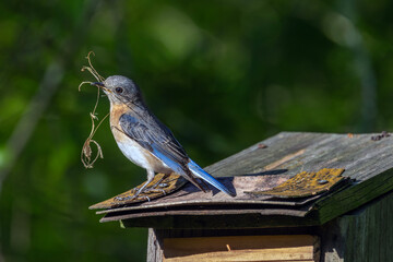 female bluebird perched on top of birdhouse holding nesting materials in beak