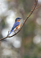 male bluebird perched on a branch, colorful