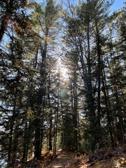 Fototapeta premium Pine trees in the forest on a sunny day with a blue sky. Algonquin Park, Ontario.
