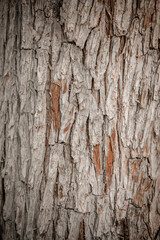 Bark pattern is seamless texture from tree. For background wood work, Bark of brown hardwood, thick bark hardwood, residential house wood. nature, trunk, tree, bark, hardwood, 