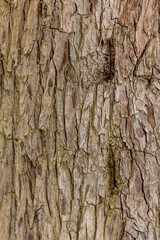 Bark pattern is seamless texture from tree. For background wood work, Bark of brown hardwood, thick bark hardwood, residential house wood. nature, trunk, tree, bark, hardwood, 