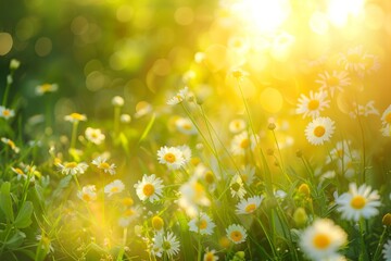 Warmth and brightness of spring sunshine with a radiant spring meadow bathed in golden light, exuding positivity and joy. 