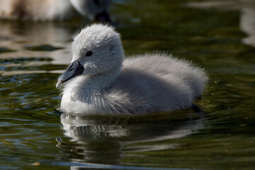 un bebe cygne blanc