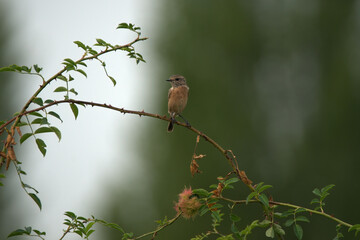 Un Tarier patre sur une branche