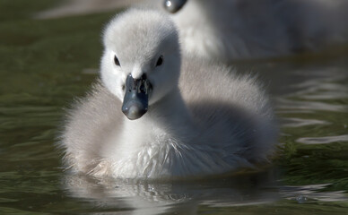 Bebe cygne 