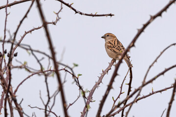 Pardal bird, chilero, sparrow or passere, bird on the branch