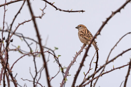 Pardal bird, chilero, sparrow or passere, bird on the branch