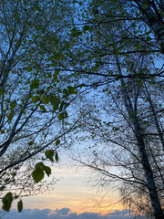 tree and sky