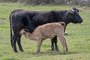 baby calf drinking milk from mother cow