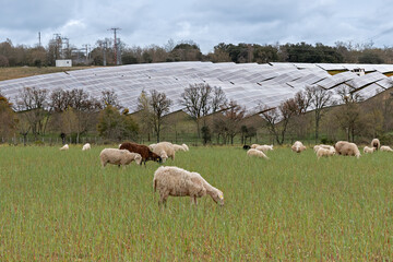 solar panels with flock of sheep, technology and rural