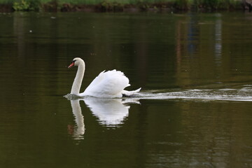 Cygne blanc