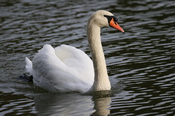 Cygne blanc