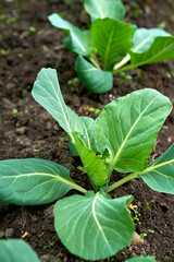 cabbage growing planting hands working in the garden